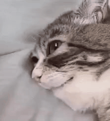 GIF_20240927_161631_108.gif