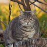 важный кот