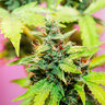 highlvlkush