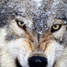 Wolfchonok