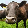 Black Angus