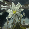 realEdelweiss