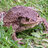 bufobufo